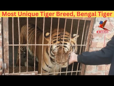 NEW ZOO Ahmad Resort | Gujranwala Hafizabad Road Near Qila Didar Singh | M Birds