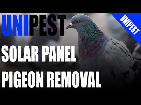 YouTube video about: How to keep birds from nesting under solar panels?