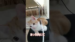 こんなところに子猫ちゃん！