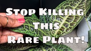 RARE Labisia Kura Kura Care Guide: The Secret to Thriving Turtle-Back Plants | Big Box Plants