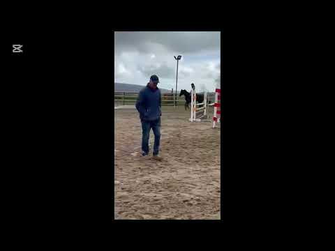 Super Easy Jumper/ Allrounder mare - Image 2