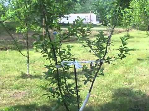 download lagu mp3 mp4 Shizuka Apple Tree, download lagu Shizuka Apple Tree gratis, unduh video klip Shizuka Apple Tree