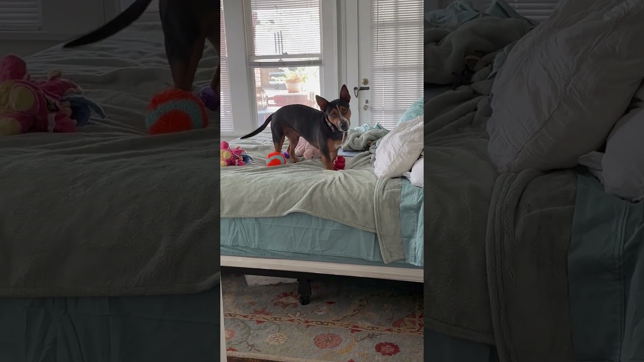 Enlarge Brody, a ADOPTABLE mixed breed in Humble, TX video 3/3