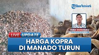 Harga Kopra di Manado Turun Jadi Rp15 Ribu per Kilogram, Petani Keluhkan soal Pendapatan