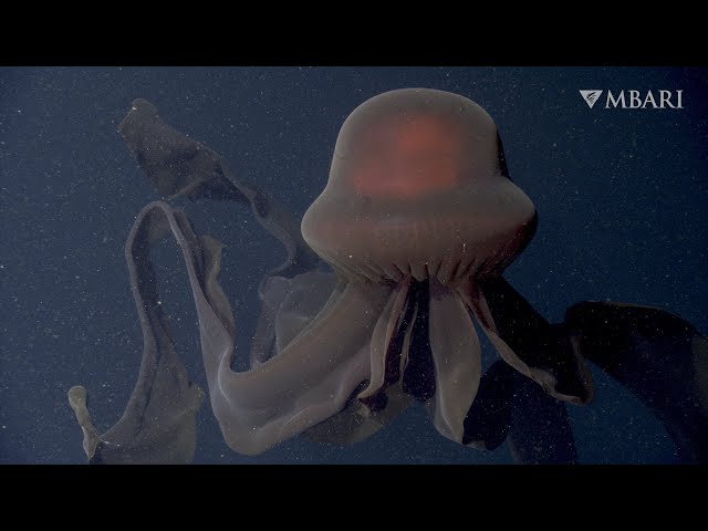 Ultra Rare Giant Phantom Jellyfish Observed Deep In The Ocean Nerdist