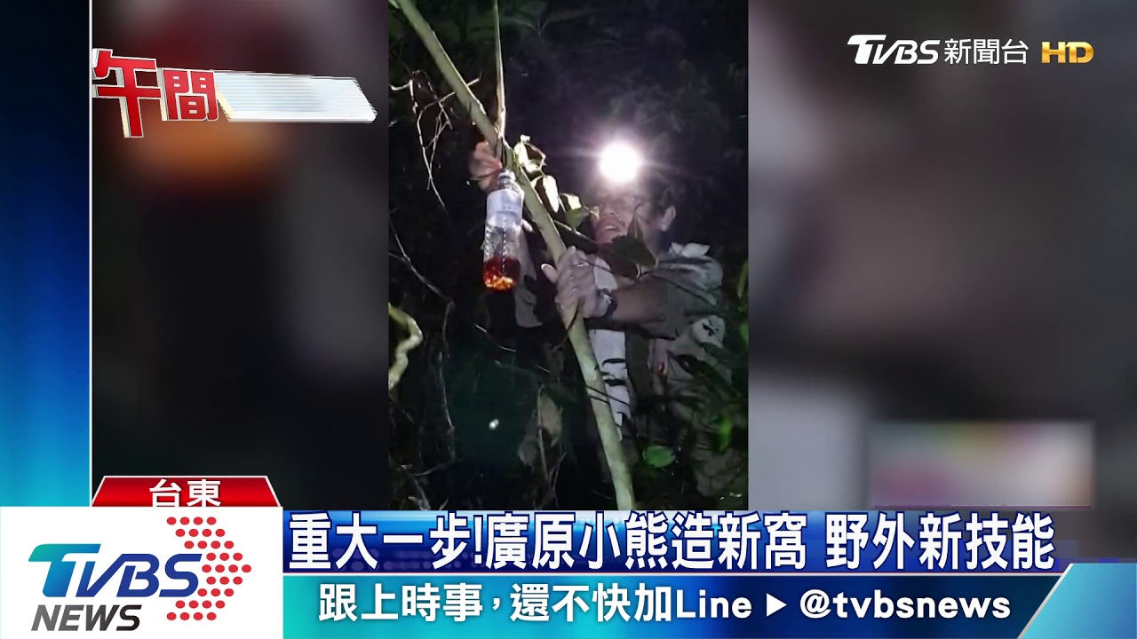 重大一步!廣原小熊造新窩 野外新技能