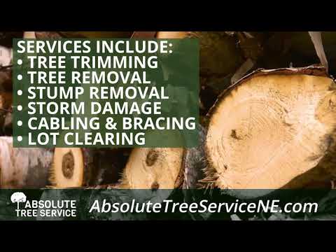 Absolute Tree Service Elkhorn Nebraska 68022