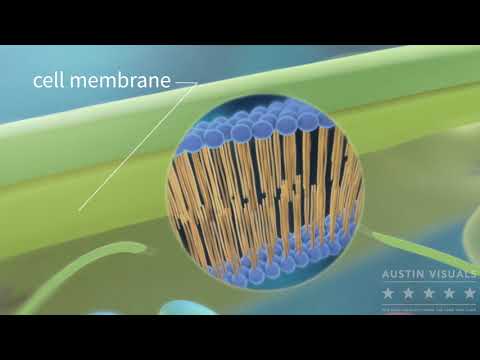 Medical 3D Animation Company - Customer Success Story