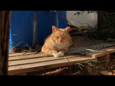 매일 길냥이를 찾아간 집사의 이야기
