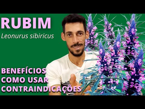 RUBIM ou MACAÉ (Leonurus sibiricus): uma planta milagrosa, conheça seus benefícios e como usar