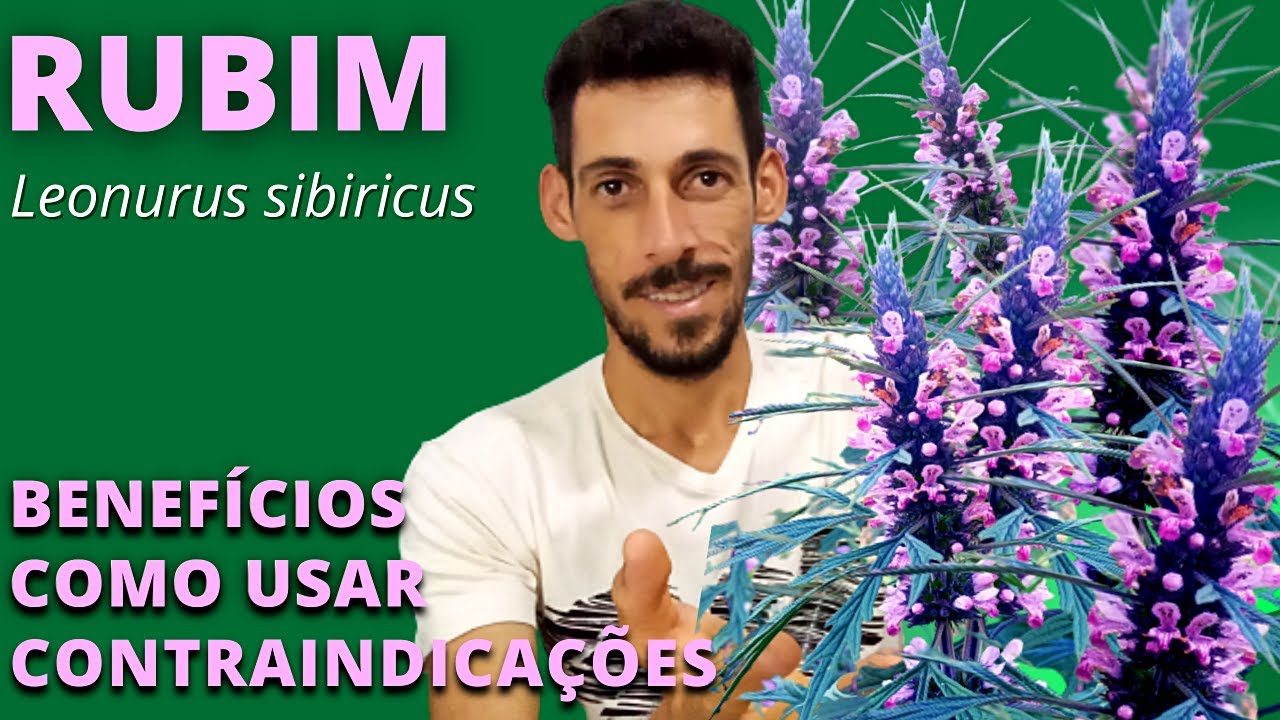 RUBIM ou MACAÉ (Leonurus sibiricus): uma planta milagrosa, conheça seus benefícios e como usar