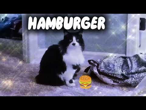 HAMBURGER1!1!!1!!1!!!1!  [Ft: Oreo]