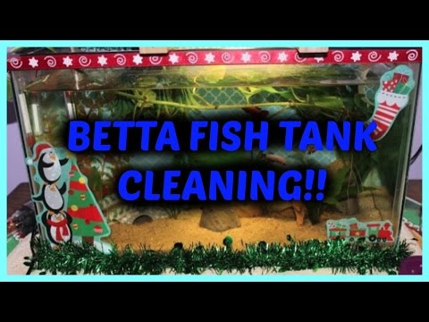 BETTA FISH TANK CLEANING!! Time Lapse!