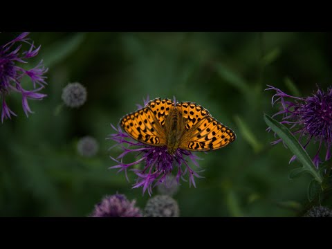 Darktable Episode 52: Some examples of the usage of blend modes