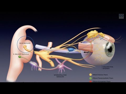 The Science and Clinical Efficacy of Intense Pulse Light (IPL) for MGD and Dry Eye Patients