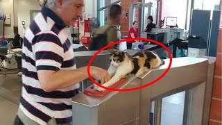 When a security cat keeps a close eye on all the passenger 😂