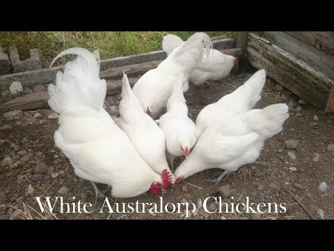 , title : 'White Australorp Chickens & Mealtime 69 #Australorp #Australorpchicken #Australorpchickens'