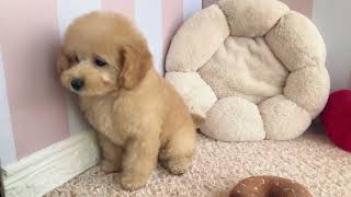 トイプードルの動画02