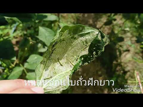 ลูกสาวตัวน้อยสัมผัสสมาชิก เป็นเสน่ห์ค้อนพรูอวยพร