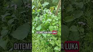 Download lagu Daun Bandotan Penghenti Pendarahan Alami #herbal #daunbandotan #babadotan #tanamanherbal mp3 Download lagu Daun Bandotan Penghenti Pendarahan Alami #herbal #daunbandotan #babadotan #tanamanherbal mp3