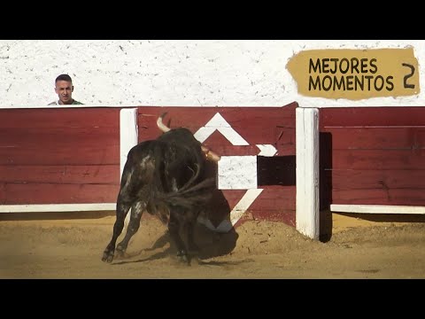✅  Toros Bravos MOMENTOS mas IMPRESIONANTES del año 2021# SEGUNDA PARTE