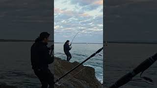 Catching a longtail tuna off the rocks! (almost...)