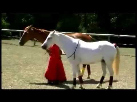 Liberty work with 2 horses Part 1 Liberty work with 2 horses Part 1