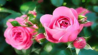 Flowers Blooming With Music. C Major Prelude by Bach!