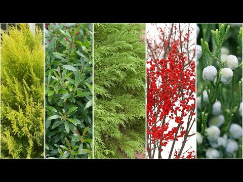 download lagu mp3 mp4 Winter Plants, download lagu Winter Plants gratis, unduh video klip Winter Plants