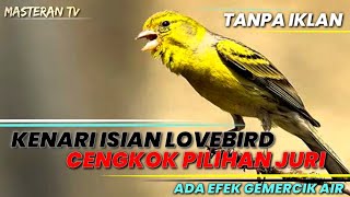Download lagu Kenari Gacor isian LOVEBIRD ngekek panjang! mp3