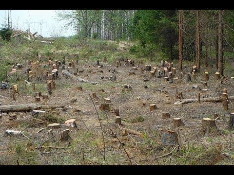 В городе Николаев в парке Лески безбожно выпиливают хорошие сосны. Полиция равнодушно бездействует!