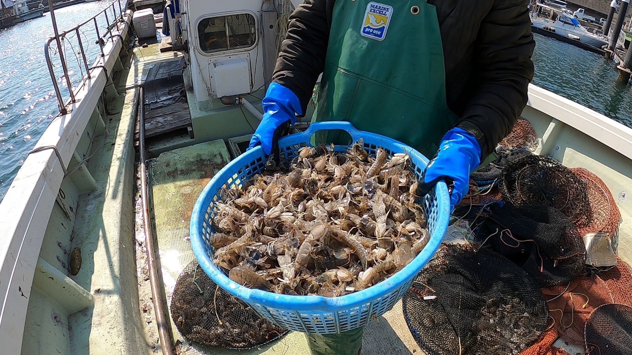 もっとシャコ。