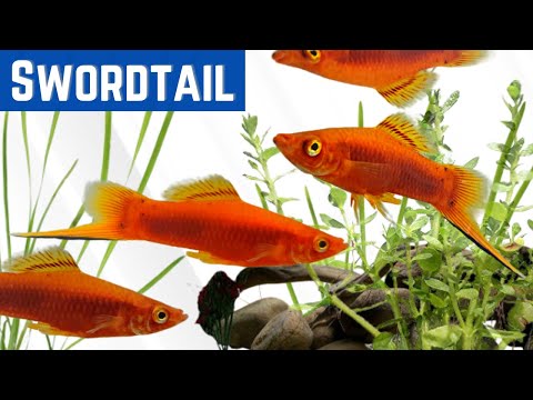 Mečovka zelená (Xiphophorus hellerii) — návod pre začiatočníkov