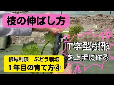 いつエンドウ豆を植えるのですか？生産を最適化し、収穫を成功させるにはどうすればよいでしょうか?  庭園