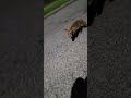 Fox Chases Electric Unicycle