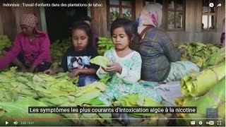 Indonésie : Travail d&#039;enfants dans des plantations de tabac
