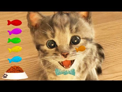 Play Fun Pet Care Kids Game -Little Kitten My Favorite Cat - Fun Cute Kitten For Children & Toddlers