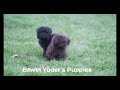 Toy Poodle dogs for sale: Lilly Toy - Video 1