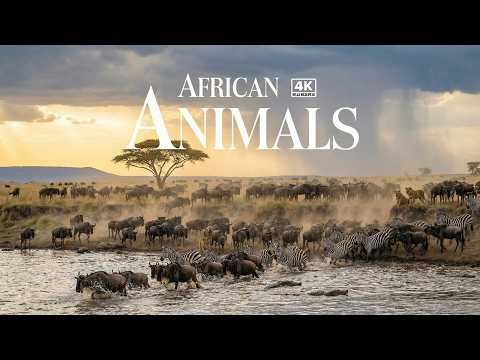 African Antelope 4K - Exploring the Animal World | The Wildebeest Migration Crosses the Savanna