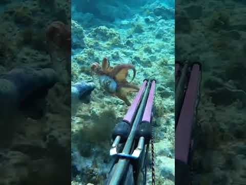 Octopus hunting 😃 #spearfishing #explore #nature #octopus #shortsvideo #youtubeshorts #shortsfeed
