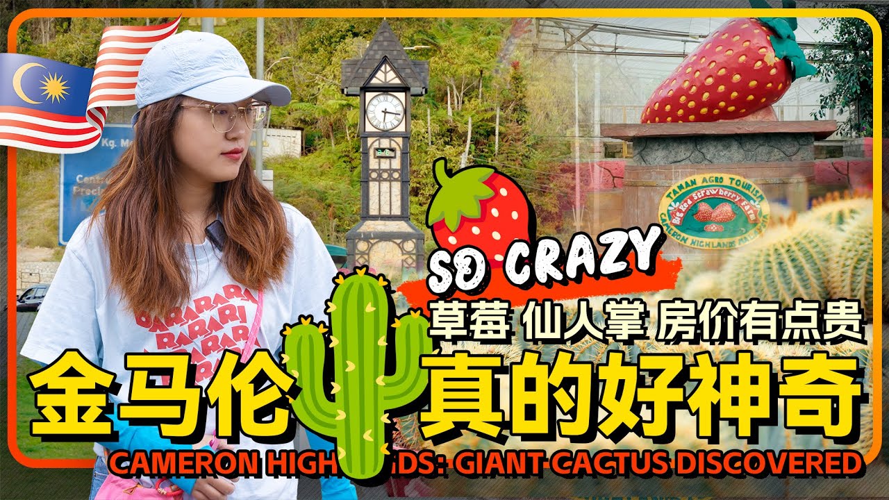 马来西亚🇲🇾金马伦高原骑行超神奇 仙人掌园🌵草莓园🍓 第一次见巨型仙人掌 再去中环商场了解下房价🏠