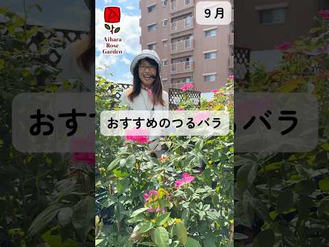 スタージャスミン 丈夫な植物 低木 太陽に満ちた太陽を愛する急速に成長する 南向きのパーゴラテラス