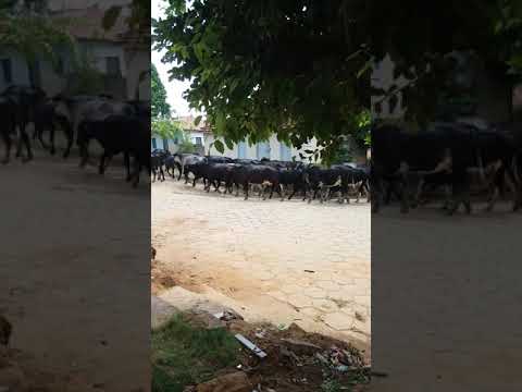 Santa Cruz Minas Gerais município de galileia 😎