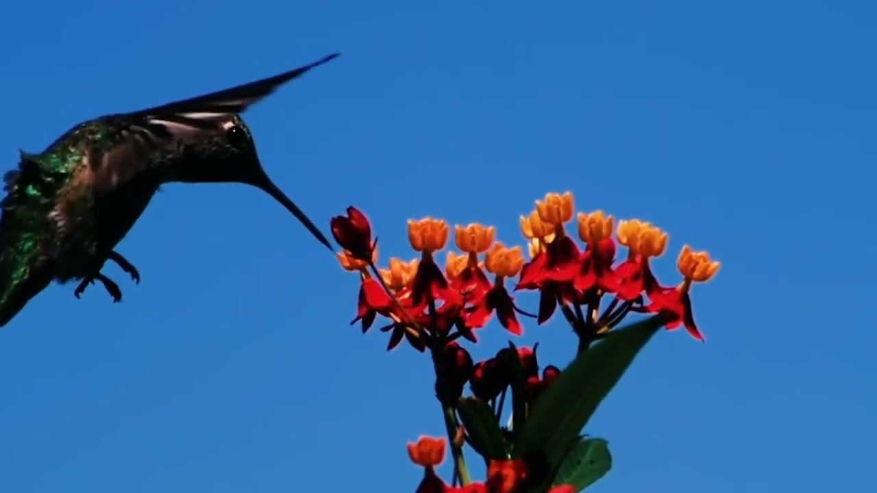 Isabel García Ortuño-11