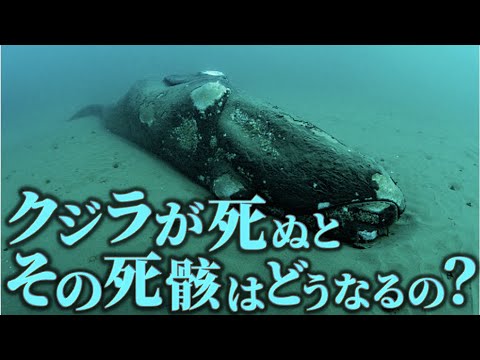 クジラの爆発について詳しく解説