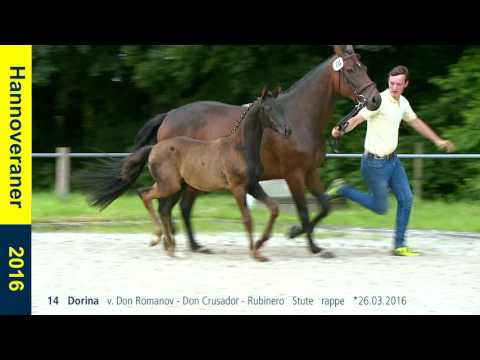 14   Dorina   v  Don Romanov   Don Crusador   Rubinero   Stute   rappe   26 03 2016