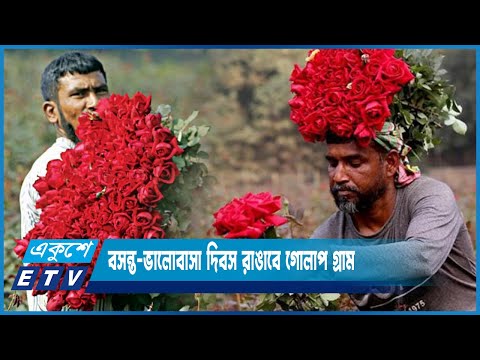 বসন্তবরণ-ভালোবাসা দিবস, মহান শহীদ ও স্বাধীনতা দিবস ঘিরে গোলাপ উত্তোলনে ব্যস্ত চাষিরা | ETV News