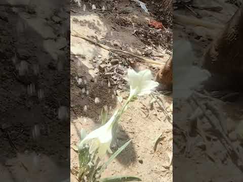 Flowers are the beauty of nature.🪷🌺🌹🌸💐🌷🪻🌼❤️🙏🪔