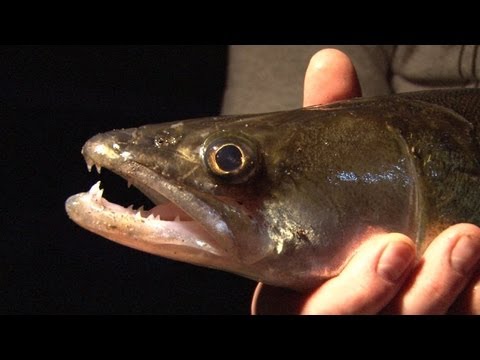 Fieldsports Britain – Zander, barbel, rats (with a digger), trout and game cookery, episode 96