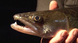 Fieldsports Britain – Zander, barbel, rats (with a digger), trout and game cookery